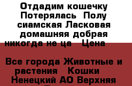 Отдадим кошечку.Потерялась. Полу сиамская.Ласковая,домашняя,добрая,никогда не ца › Цена ­ 1 - Все города Животные и растения » Кошки   . Ненецкий АО,Верхняя Пеша д.